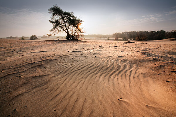 De Hoge Veluwe