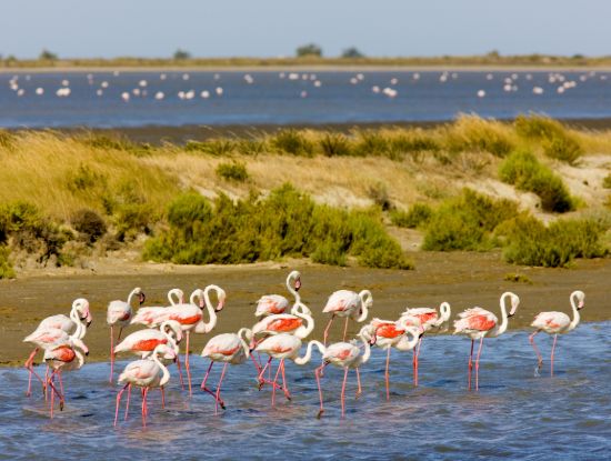 Flamingos Camargue