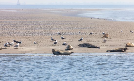 Robben, Texel